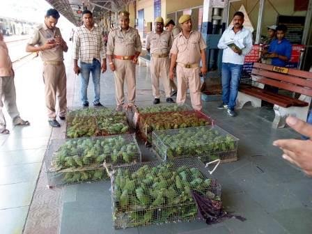 1250 अदद देशी तोता चंबल एक्सप्रेस से बरामद हुआ-MIRZAPUR