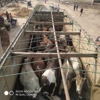 गोवंश के तस्कर भागने में सफल, पुलिस के हाथ ट्रक व गोवंश लगा-MIRZAPUR