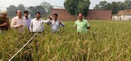 जिलाधिकारी ने कराया धान के फसल का क्राफ कटिंग-MIRZAPUR