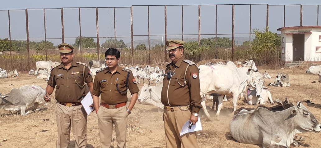 पशु तस्करों के नए अंदाज को पुलिस ने किया विफल -मिर्जापुर