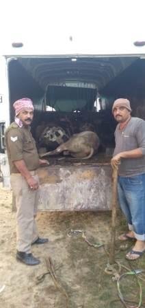 14 राशि गोवंश बरामद, 01 अभियुक्त गिरफ्तार-MIRZAPUR
