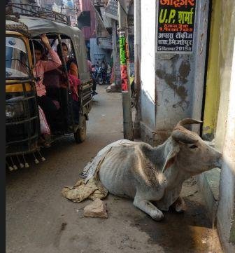 कमजोर हो चुकी गौमाता पर कुत्तों की भूंखी नजर-मिर्जापुर