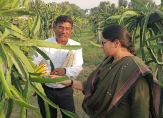 प्रदेश में ड्रैगन फूड की अत्यधिक खेती करने वाला मिर्जापुर बना प्रथम जनपद