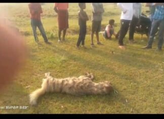 ग्रामीणों ने लकड़बग्घे को घेरकर उतारा मौत के घाट ,मिर्जापुर