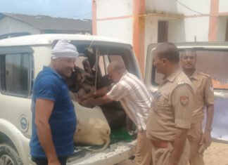 स्कॉर्पियो में गोवंश की तस्करी , पुलिस ने पकड़ा