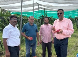 ड्रैगन फ्रूट, पपीता,शिमला मिर्च का उत्पादन करके मिर्जापुर के किसान कमा रहे हैं करोड़ों