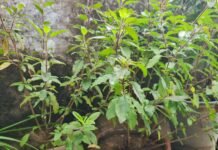 आज तुलसी विवाह, शुरू हुआ विवाह पर्व का लगन