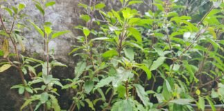 आज तुलसी विवाह, शुरू हुआ विवाह पर्व का लगन