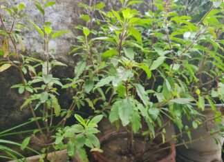 आज तुलसी विवाह, शुरू हुआ विवाह पर्व का लगन