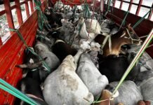 मीरजापुर में पुलिस मुठभेड़: शातिर गो-तस्कर घायल, 37 गोवंश बरामद