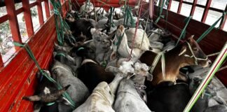 मीरजापुर में पुलिस मुठभेड़: शातिर गो-तस्कर घायल, 37 गोवंश बरामद