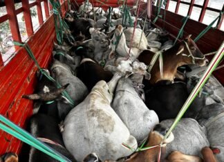 मीरजापुर में पुलिस मुठभेड़: शातिर गो-तस्कर घायल, 37 गोवंश बरामद