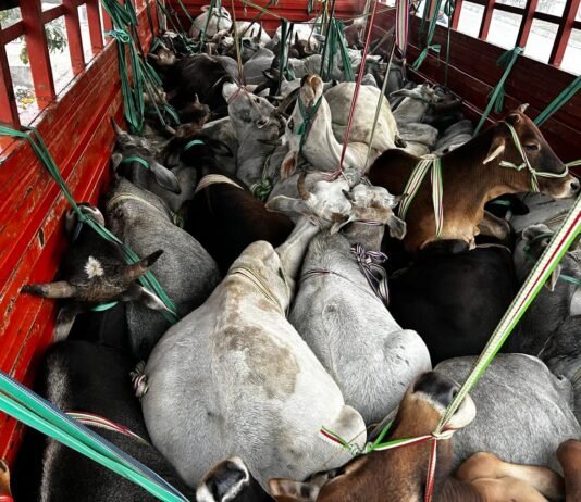 मीरजापुर में पुलिस मुठभेड़: शातिर गो-तस्कर घायल, 37 गोवंश बरामद