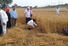 खेत बना जनसंवाद का मंच, SDM ने गेहूं काटकर उत्पादकता भी परखी