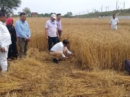 खेत बना जनसंवाद का मंच, SDM ने गेहूं काटकर उत्पादकता भी परखी