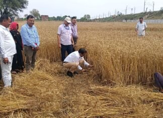 खेत बना जनसंवाद का मंच, SDM ने गेहूं काटकर उत्पादकता भी परखी