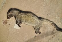 मिर्जापुर में दुर्लभ ‘सेंधवार’ मृत मिलने से हड़कंप, वन्यजीव प्रेमियों में चिंता