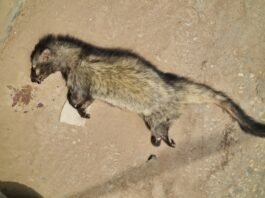 मिर्जापुर में दुर्लभ ‘सेंधवार’ मृत मिलने से हड़कंप, वन्यजीव प्रेमियों में चिंता