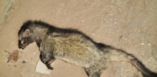 मिर्जापुर में दुर्लभ ‘सेंधवार’ मृत मिलने से हड़कंप, वन्यजीव प्रेमियों में चिंता