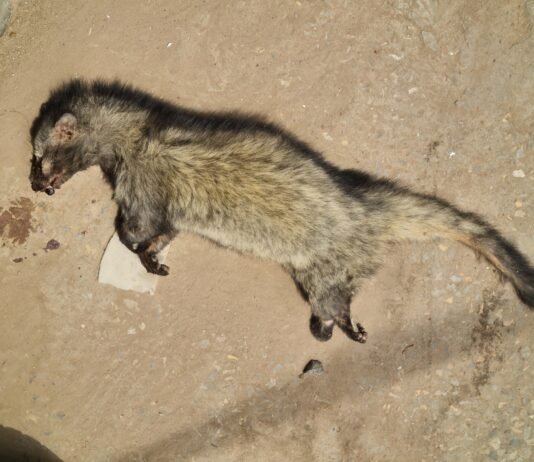 मिर्जापुर में दुर्लभ ‘सेंधवार’ मृत मिलने से हड़कंप, वन्यजीव प्रेमियों में चिंता