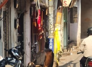 बेसहारा गोवंश पालिए, सरकार दे रही हर महीने 1500 रुपये प्रति गाय