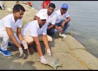 गंगा प्रहरी ने किया भारतीय सॉफ्टशेल कछुए का रेस्क्यू, सुरक्षित गंगा में छोड़ा
