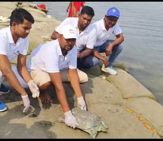 गंगा प्रहरी ने किया भारतीय सॉफ्टशेल कछुए का रेस्क्यू, सुरक्षित गंगा में छोड़ा