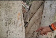 अष्टभुजा पहाड़ी के प्राचीन वटवृक्ष पर उभरता दिख रहा ‘राम’ नाम