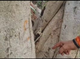 अष्टभुजा पहाड़ी के प्राचीन वटवृक्ष पर उभरता दिख रहा ‘राम’ नाम