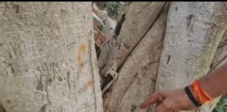 अष्टभुजा पहाड़ी के प्राचीन वटवृक्ष पर उभरता दिख रहा ‘राम’ नाम