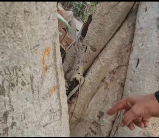 अष्टभुजा पहाड़ी के प्राचीन वटवृक्ष पर उभरता दिख रहा ‘राम’ नाम