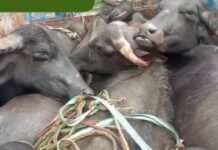 चील्ह में पिकअप का धुरा टूटा, पशु तस्करी का मामला सामने आया