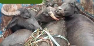 चील्ह में पिकअप का धुरा टूटा, पशु तस्करी का मामला सामने आया