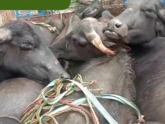 चील्ह में पिकअप का धुरा टूटा, पशु तस्करी का मामला सामने आया